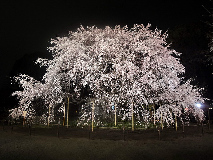 六義園夜櫻枝垂櫻+大名庭園點燈：值得一看！